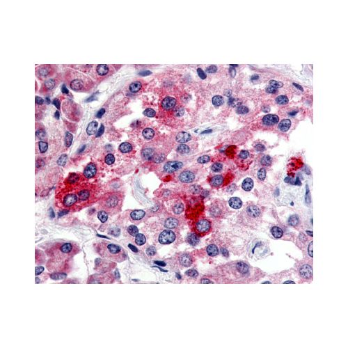 BRS3 (Extracellular Domain) antibody