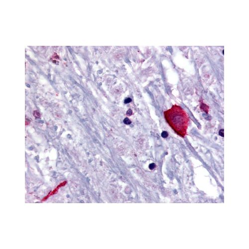 BRS3 (N-Terminus) antibody