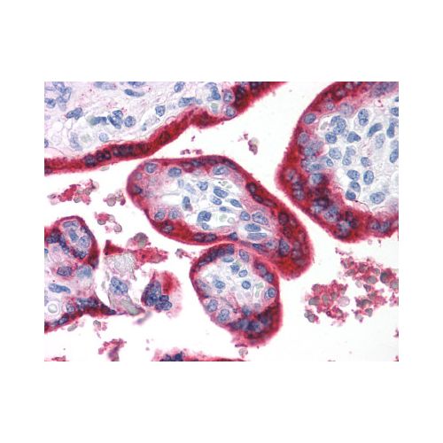 BRS3 (N-Terminus) antibody