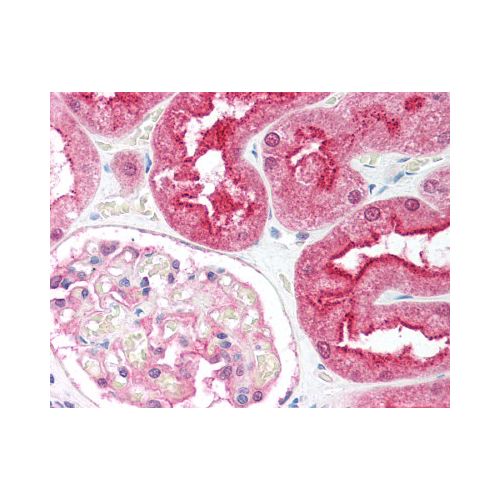 C1QTNF6 / CTRP6 (C-Terminus) antibody