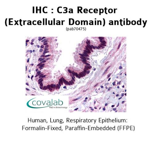 C3a Receptor (Extracellular Domain) antibody