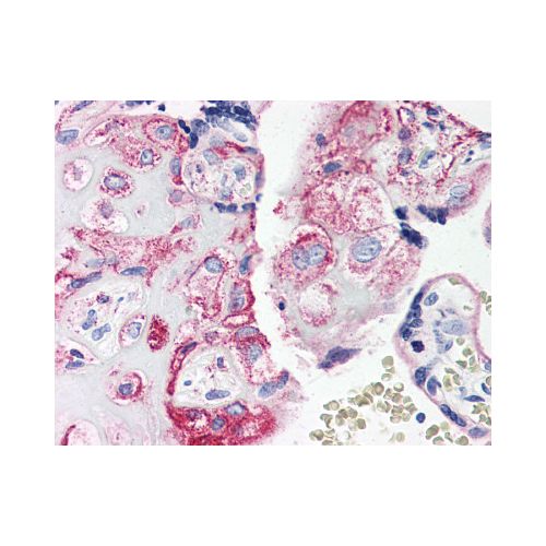 C5AR1 / CD88 (Internal) antibody