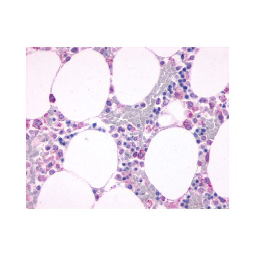 C5AR1 / CD88 (N-Terminus) antibody