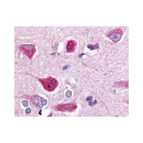 C5L2 (C-Terminus) antibody
