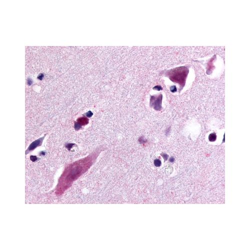 C5L2 (N-Terminus) antibody