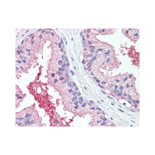CADM2 (Extracellular Domain) antibody