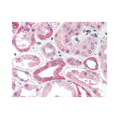 CADM4 / NECL-4 (Internal) antibody