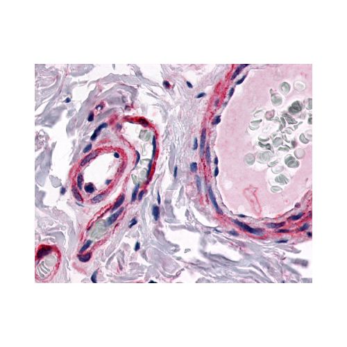 CALCRL (N-Terminus) antibody