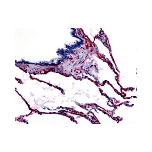 CAV1 / Caveolin (N-Terminus) antibody