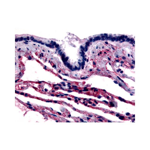 CAV1 / Caveolin (N-Terminus) antibody