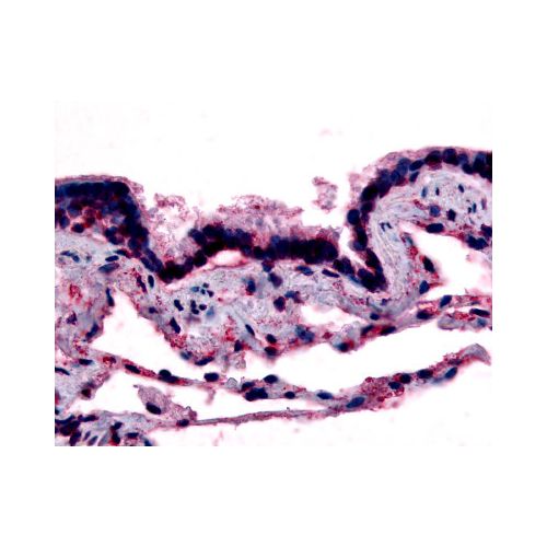 CAV1 / Caveolin (N-Terminus) antibody