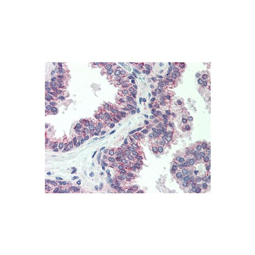 CBLN1 / Precerebellin antibody