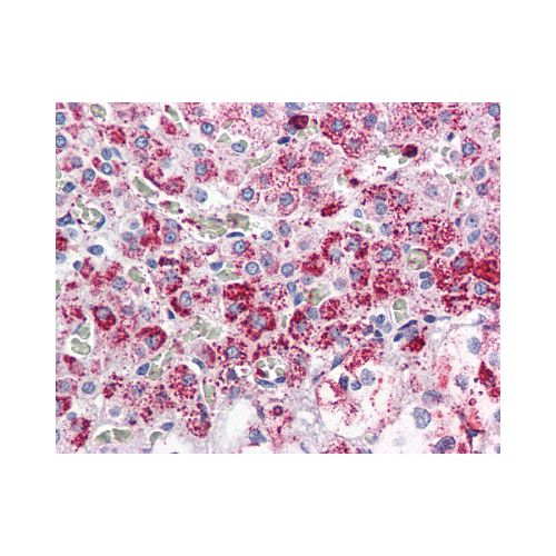 CCKAR (Internal) antibody