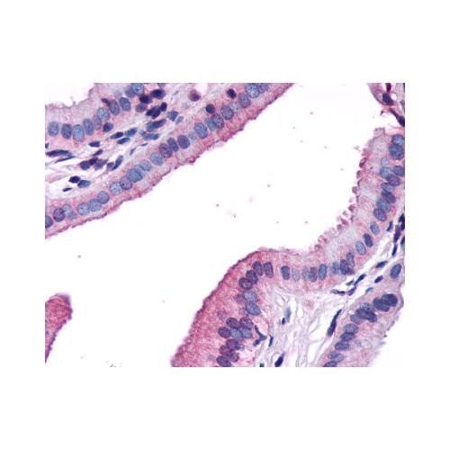 CCKAR (N-Terminus) antibody