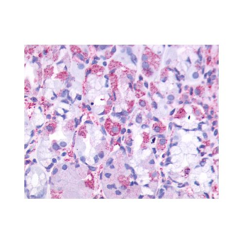 CCKBR (Cytoplasmic Domain) antibody