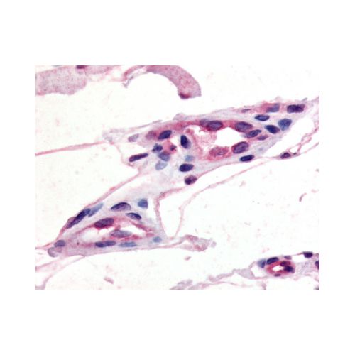 CCR10 (C-Terminus) antibody