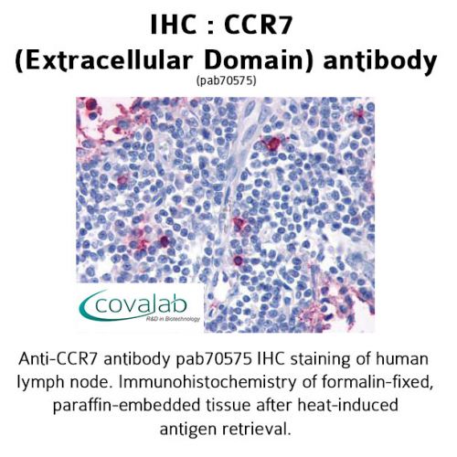 CCR7 (Extracellular Domain) antibody