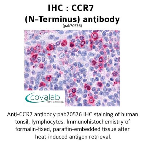 CCR7 (N-Terminus) antibody