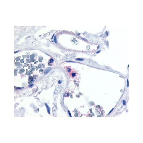 CD11c (Internal) antibody