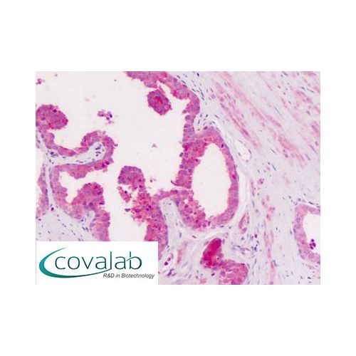 CD11c (Internal) antibody