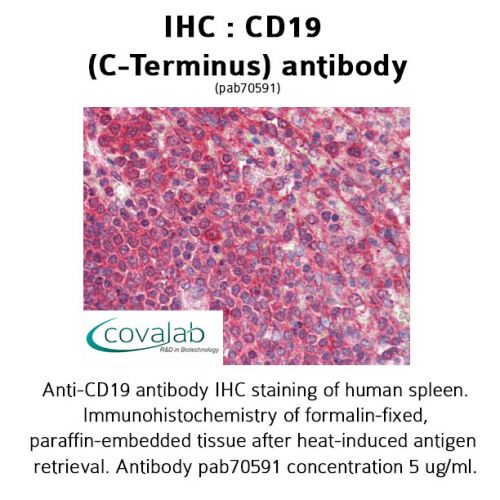 CD19 (C-Terminus) antibody