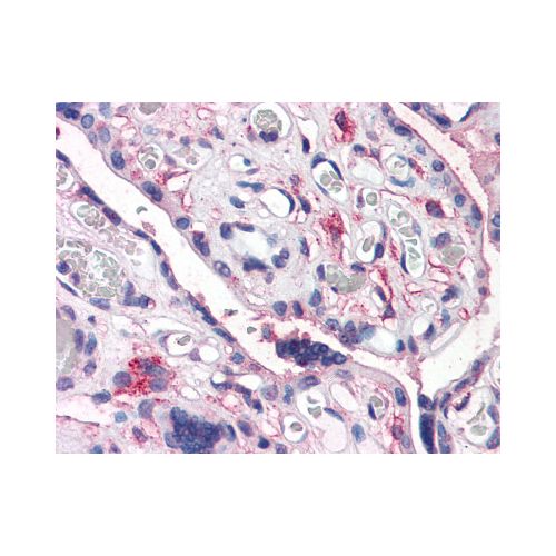 CD26 (Internal) antibody