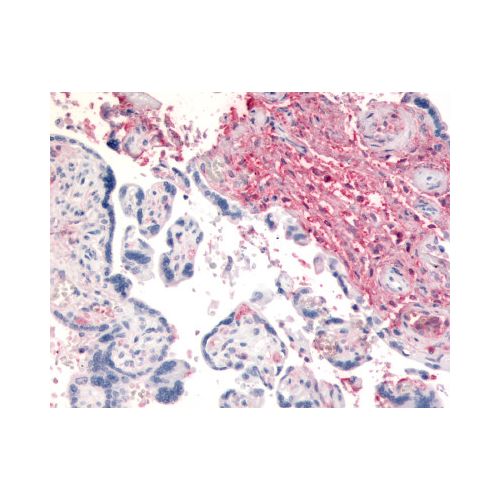 CD26 (N-Terminus) antibody