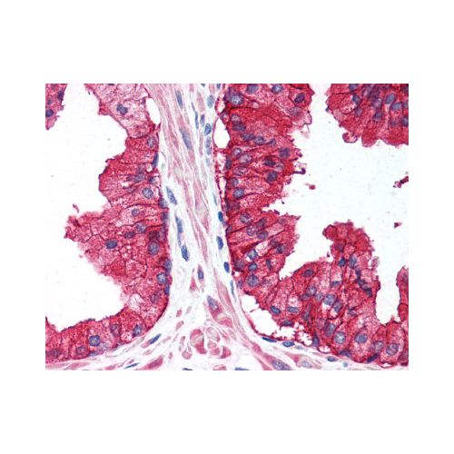 CD38 (Internal) antibody