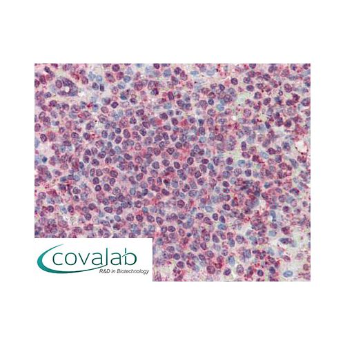CD70 (Internal) antibody