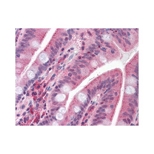 CDHR5 / MUPCDH (Cytoplasmic Domain) antibody