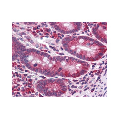 CDHR5 / MUPCDH (Cytoplasmic Domain) antibody
