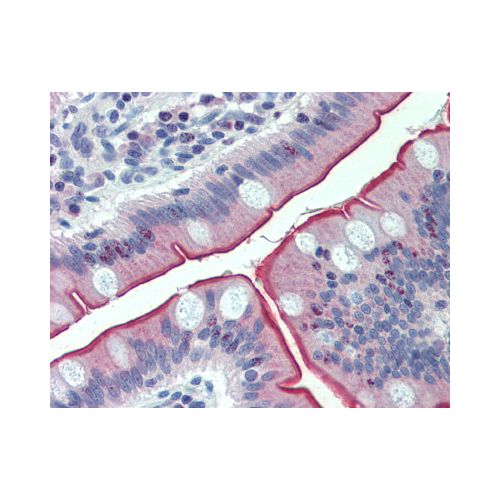CDHR5 / MUPCDH (Internal) antibody