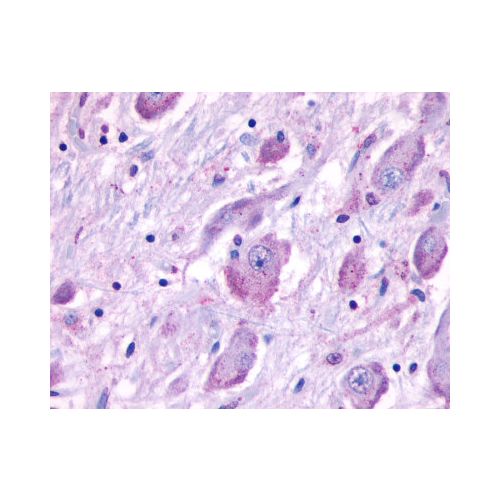 CELSR1 (N-Terminus) antibody
