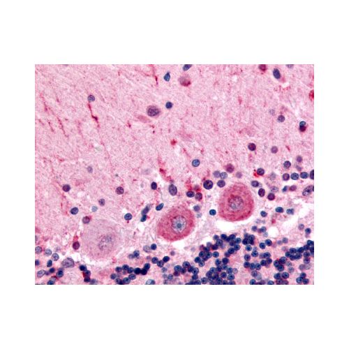 CELSR3 (C-Terminus) antibody