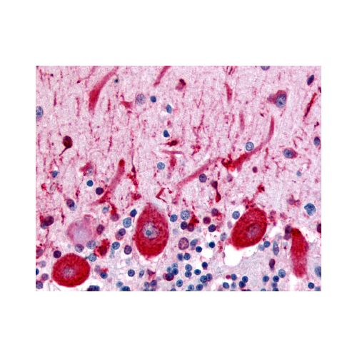 CELSR3 (N-Terminus) antibody