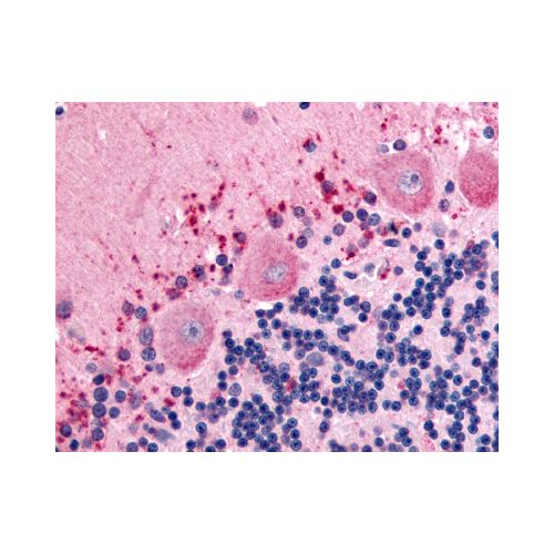 CELSR3 (N-Terminus) antibody