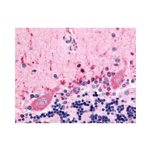 CELSR3 (N-Terminus) antibody