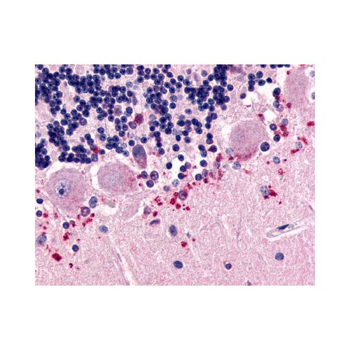 CELSR3 (N-Terminus) antibody