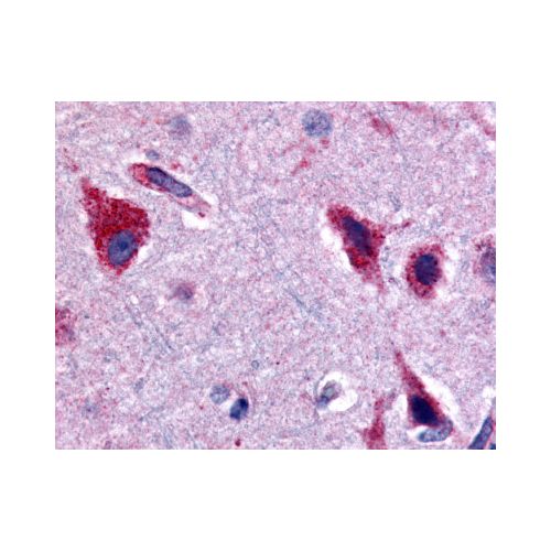CERK (Internal) antibody