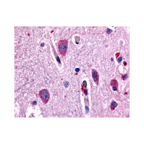 CHRM2 (Cytoplasmic Domain) antibody