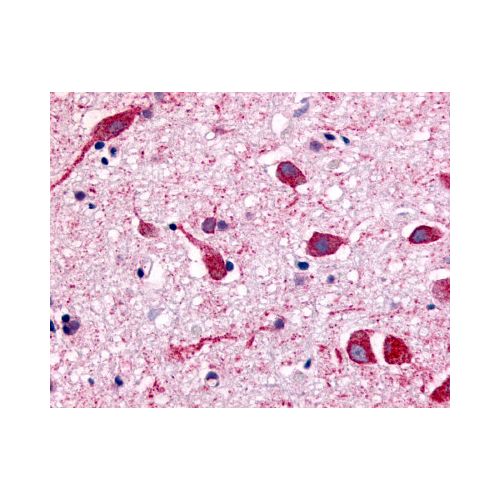 CHRM2 (Cytoplasmic Domain) antibody