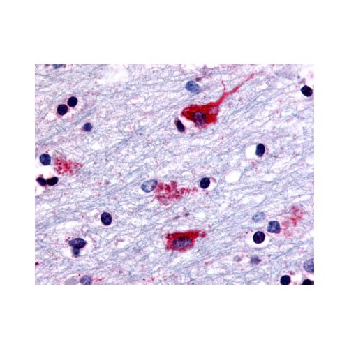 CHRM2 (Cytoplasmic Domain) antibody