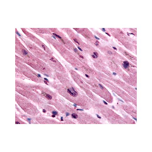 CHRM3 / M3 (Cytoplasmic Domain) antibody