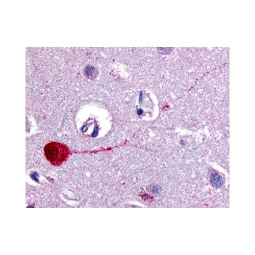CHRM3 / M3 (Cytoplasmic Domain) antibody