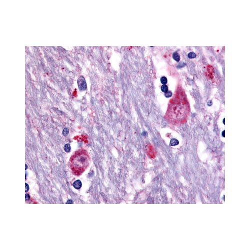 CHRM3 / M3 (Cytoplasmic Domain) antibody