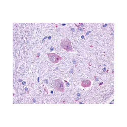 CHRM4 (Cytoplasmic Domain) antibody