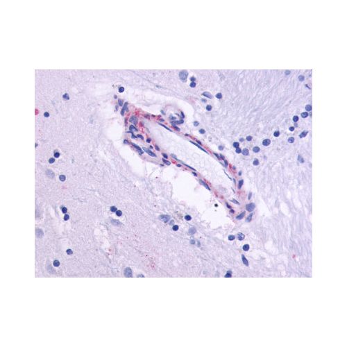 CHRM5 (Cytoplasmic Domain) antibody