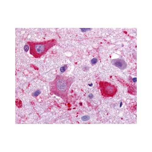CMKLR1 / ChemR23 (C-Terminus) antibody
