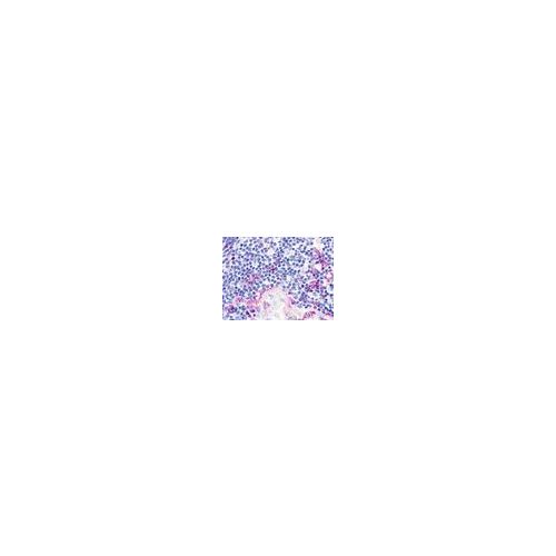 CMKLR1 / ChemR23 (N-Terminus) antibody