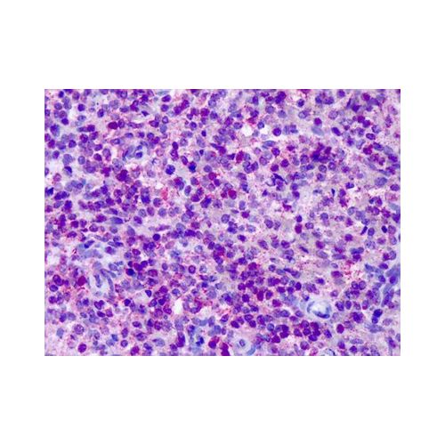CNR2 / CB2 (C-Terminus) antibody
